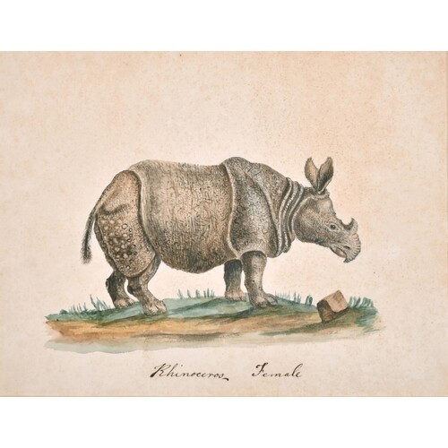 18th Century English School. "Rhinoceros Female", Watercolou...