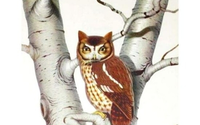 1950 Menaboni Print, Screech Owl