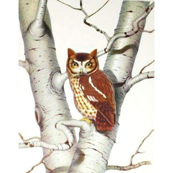 1950 Menaboni Print, Screech Owl