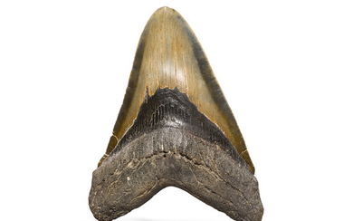 Very Large Megalodon Shark's Tooth