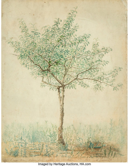 21158: A. Grinevato (19th Century) A Pear Tree Drawn fr