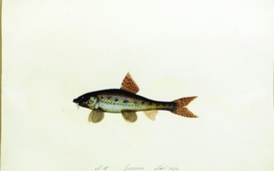 Bowdich fish watercolor, Gudgeon