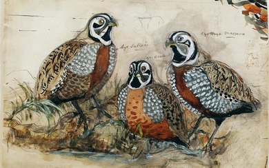 Gould Original Watercolor Cyrtonyx (Partridge)