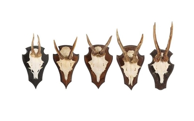 A COLLECTION OF FIVE ROE DEER ANTLERS ON SHIELDS