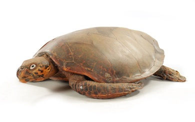 A LARGE LATE 19TH CENTURY TAXIDERMY HAWKSBILL TURTLE (105cm...