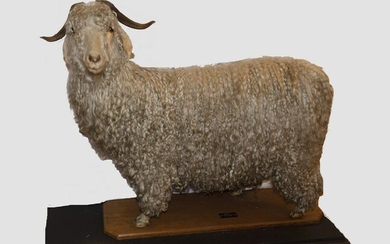 A South African Taxidermy Mohair Goat, Mid-20th Century