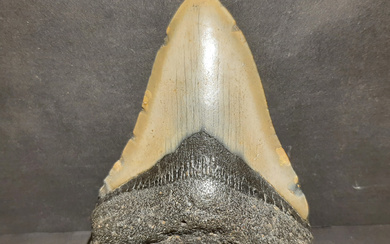 A giant fossil of a shark tooth "Carchrocles megalodon" a...