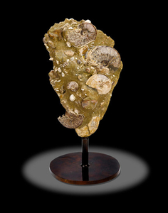 Ammonite Cluster on Stand