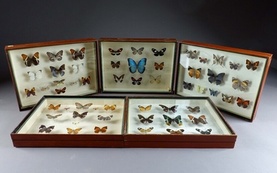Ancienne collection de papillons naturalisés.