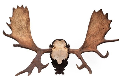 Antlers/Horns: A Large Set of European Moose Antlers (Alces alces),...