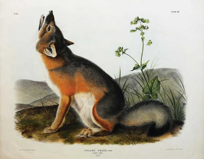 Audubon Lithograph, Swift Fox
