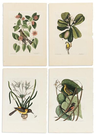 CATESBY, MARK. 8 hand-colored engraved plates