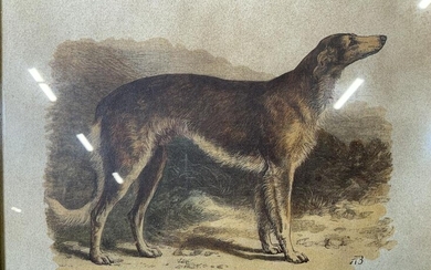 Circassian Orloff Wolfhound Lithograph