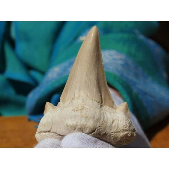 Extra Large Prehistoric Otodus Shark's Tooth Fossil