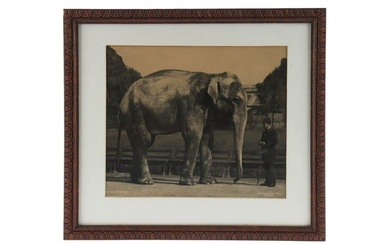 Gambier, Bolton, Robert, Asiatic Elephant