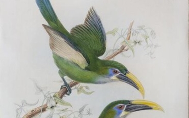 Hart Original drawing of a Toucan for John Gould