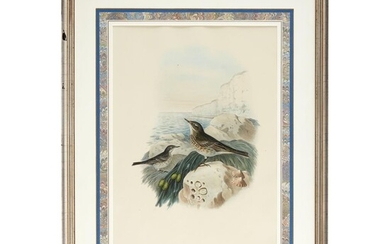 John Gould (English, 1804-1881) and Henry Constantine Richter (English,...