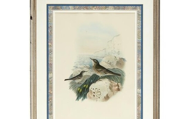 John Gould (English, 1804-1881) and Henry Constantine