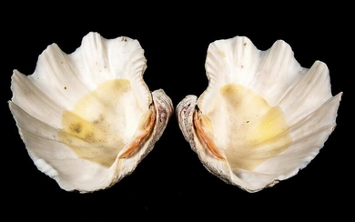 Pair of Clam Shells
