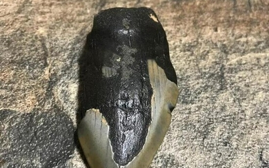 Prehistoric Megalodon Shark's Tooth Artifact