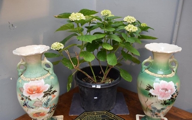 TWO POTTED WHITE FLOWERING HYDRANGEAS