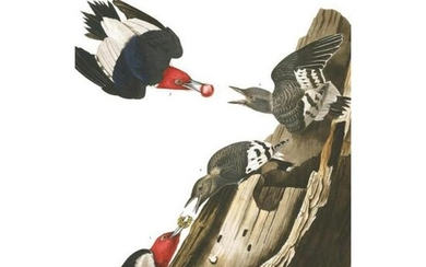 c1946 Audubon Print, #27 Red-Headed Woodpecker