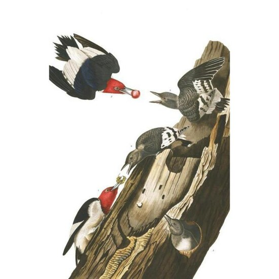 c1946 Audubon Print, #27 Red-Headed Woodpecker
