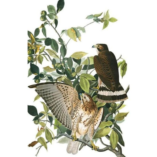 c1946 Audubon Print, #91 Broad-Winged Hawk