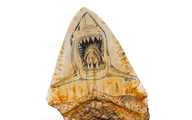 Scrimshaw on Megalodon Shark Tooth