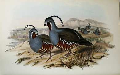 Gould's Partridges of America