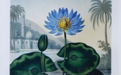 Robert Thornton Engraving Blue Egyptian Water Lily