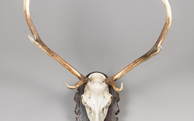 A LATE 20TH CENTURY SET OF EUROPEAN RED DEER ANTLERS WITH UP...