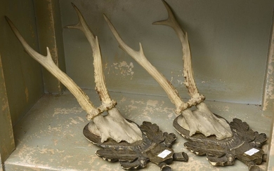 A PAIR OF MOUNTED TAXIDERMIED HORNS