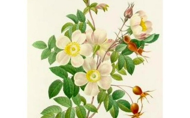 After Pierre-Jospeh Redoute, Floral Print, #130 Rosier
