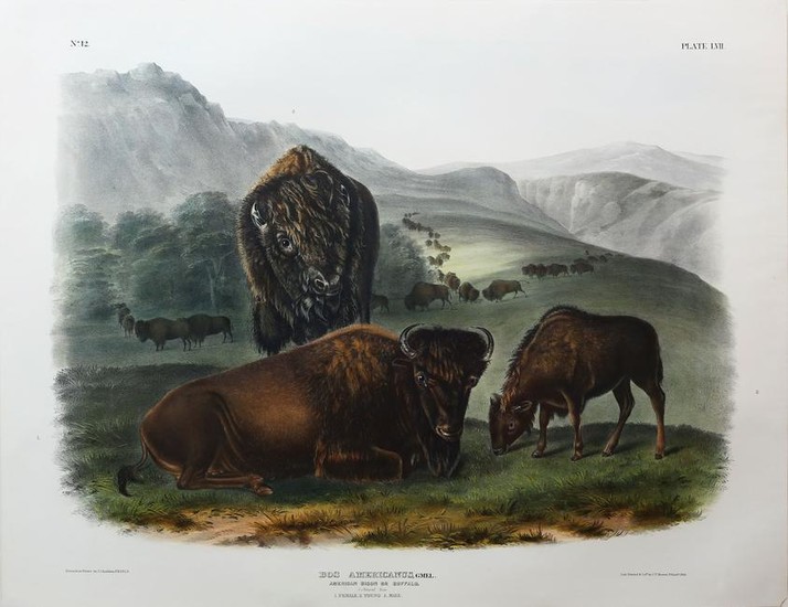Audubon Lithograph, American Bison or Buffalo (Female