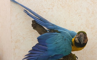 Blue-and-yellow Macaw - full body - - Ara ararauna - 40×50×80 in
