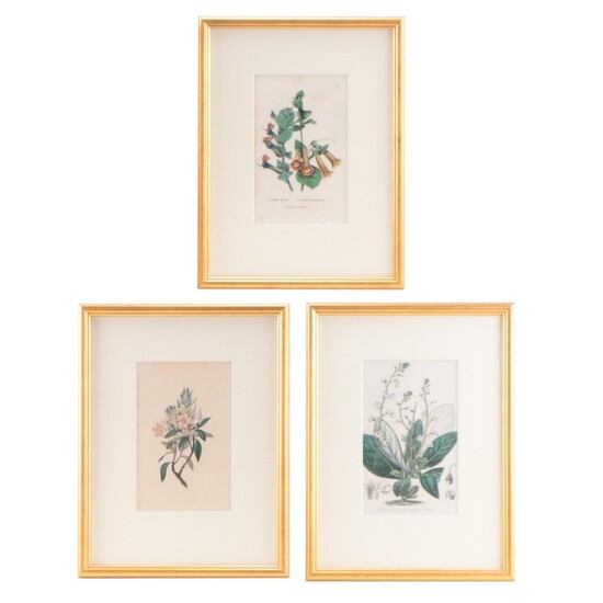 Botanical Lithographs and Engraving