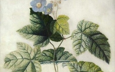 Ehret Original Watercolor of a Flowering Raspberry