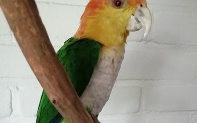 Freshly mounted Green-thighed parrot Full-body mount - Pionites leucogaster - 34×16×13 cm