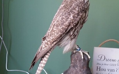 Gyr Saker Falcon - ringed specimen - Falco cherrug rusticolus - with full Article 10 (Commercial Use) - 60×35×0 cm - ESBB50063/12C