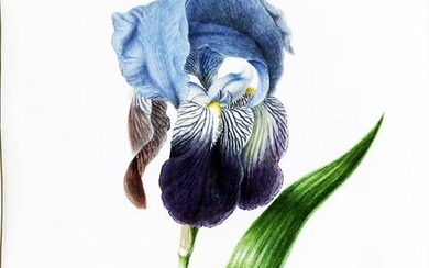 Herolt Iris Watercolor