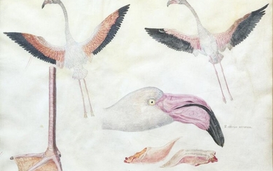 Italian School Original Watercolor of a Flamingo once