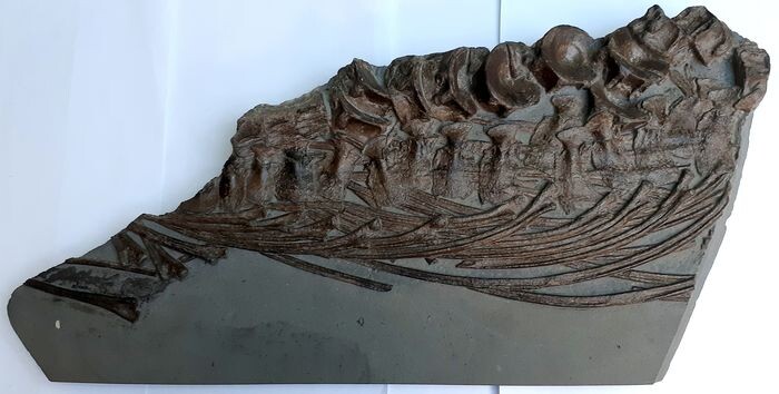 Marine Reptile - Large Rare Bone Plate - Ichthyosaur