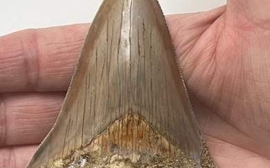 Megalodon tooth 10,6 cm - Fossil tooth - Carcharocles megalodon