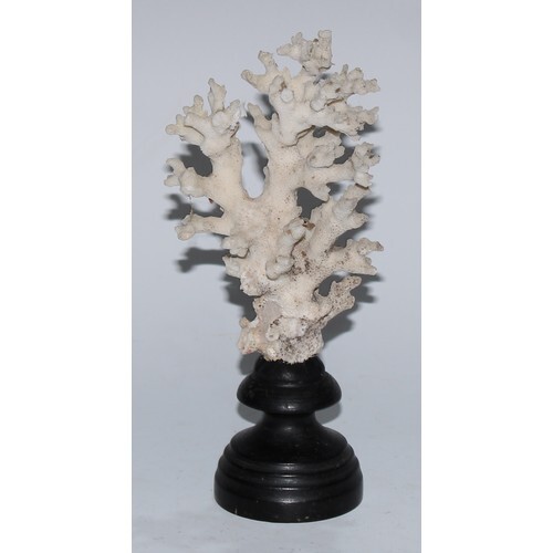 Natural History - a coral specimen, mounted for display, 22c...
