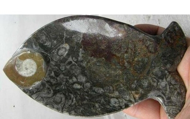 Prehistoric Artifact, Ammonite Snail Fossil, Fish Tray