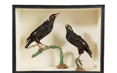 Taxidermy: A Cased Pair of Common Hill Myna Birds (Gracula...