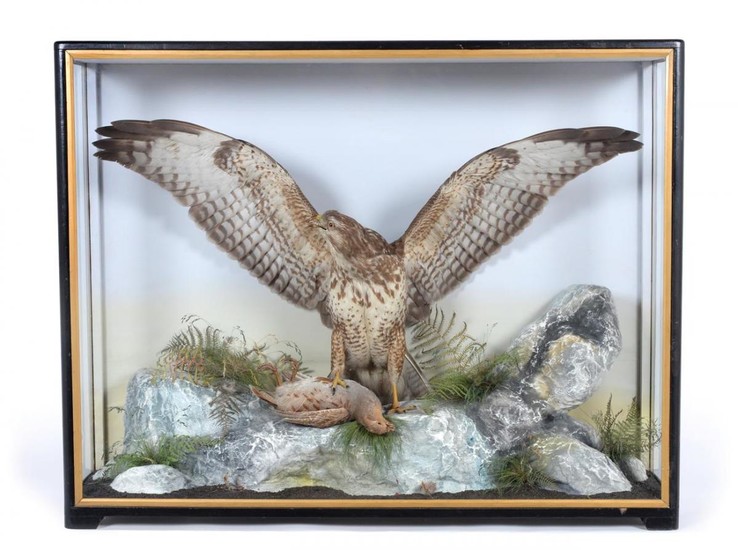 Taxidermy: A Large Cased Common Buzzard (Buteo buteo), by James...