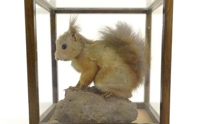 Taxidermy: an Edwardian, later cased mount of a Red