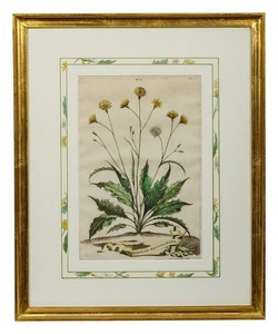 Two Botanical Prints 12 3/4 x 9 1/4 inches.
